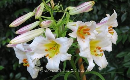 Lilium regale