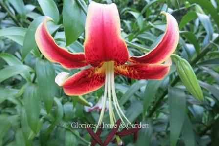 Lilium 'Scheherazade'