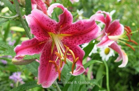 Lilium 'Stargazer'