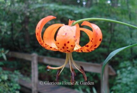 Lilium superbum