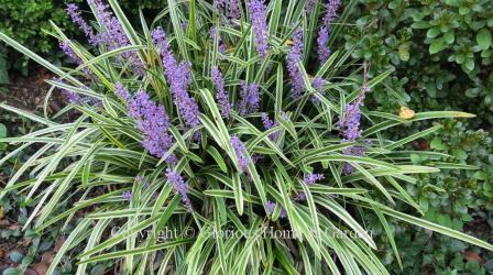 Liriope muscari 'Variegata'