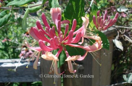 Lonicera x heckrotti 'Goldflame' honeysuckle is a semi-evergreen woody vine with flowers of a pinkish-red exterior and creamy interior that blooms in spring and continues into summer and fall.