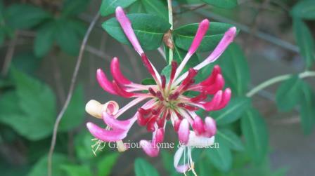 Lonicera periclymenum 'Peaches and Cream' or woodbine honeysuckle, is a compact, non-invasive, evergreen cultivar that grows to 5 to 6’ making it a great subject for home gardens, containers, tuteurs, trellises, or allowed to trail through a perennial and mixed shrub border.
