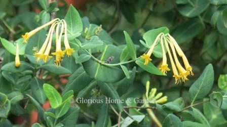 Lonicera sempervirens 'John Clayton' is a yellow variety of trumpet honeysuckle.