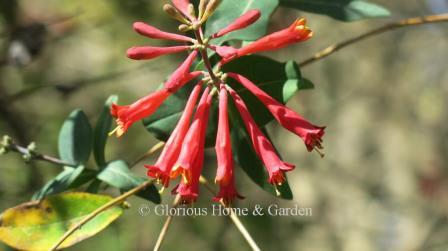 Lonicera sempervirens 'Major Wheeler' is a red variety of trumpet honeysuckle.