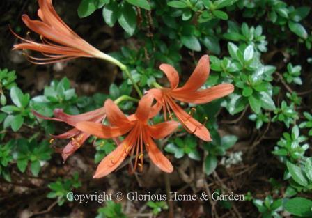 Lycoris sanguinea
