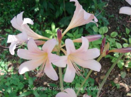 Lycoris squamigera