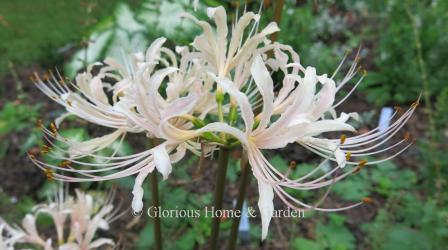 Lycoris x albiflora, white spider lily, has creamy white flowers with a barely-there pink line on each petal and long whiskery stamens that emerge almost like magic on bare stems in late summer