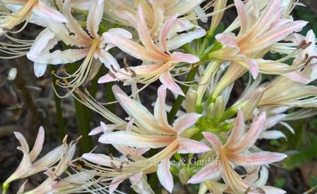 Lycoris x albiflora 'Dorman' is white with a peach-to-pink highlight in the center of each lightly ruffled petal, long whiskery stamens and dark stems.