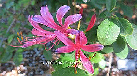 Lycoris x haywardii, Hayward's spider lily, is a cross between L. sprengeri from which it gets the blue tips on the petals, and L. radiata var. pumila, from which comes the magenta pink color.