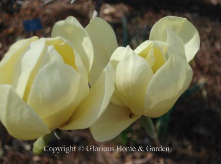 Magnolia acuminata 'Butterflies,' a lovely soft yellow deciduous magnolia.