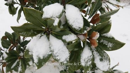 Magnolia grandiflora in snow