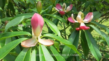 Magnolia insignis, also called the red lotus tree, is a native to South China, Nepal and Burma.