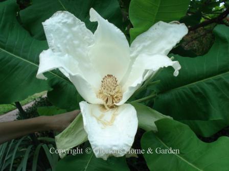 Magnolia macrophylla, the big-leaf magnolia is big indeed!  The leaves and the beautiful white flowers are large.