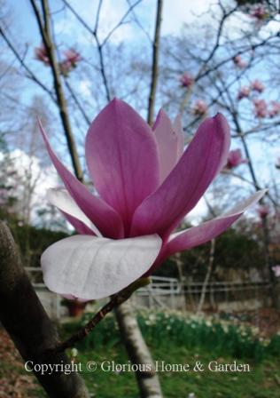 Magnolia 'Alexandrina' has large cup or goblet shaped flowers that resemble a waterlily.