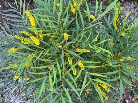 Mahonia eurybracteata 'Soft Caress' Mahonia eurybracteata 'Soft Caress'