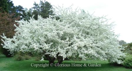 Malus sargentii