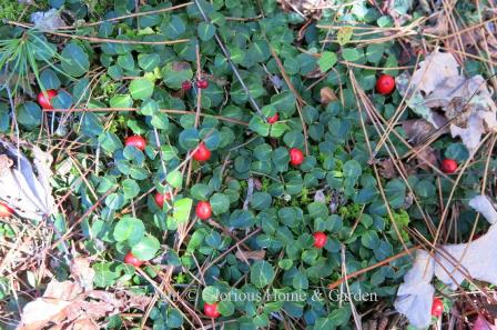 Mitchella repens