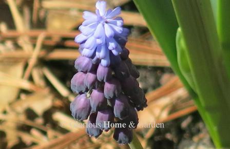 Muscari latifolium has two-tone blooms with darker blue below and lighter blue above