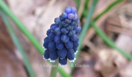 Muscari neglectum, known as the starch hyacinth or Southern blue bottles, is dark navy blue rimmed with white.
