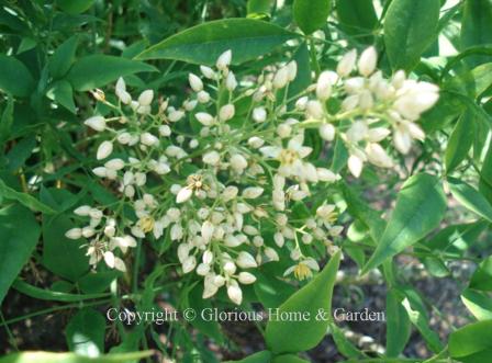 Nandina domestica blooms in spring with pendulous clusters of white flowers which turn to bright red berries.