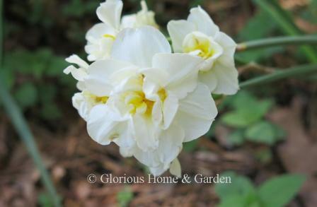 Narcissus 'Cheerfulness' is an example of Division 4 Double.  White outer petals surround a center cluster of white with yellow flecks.  A smaller flower, but multiple flowers per stem.