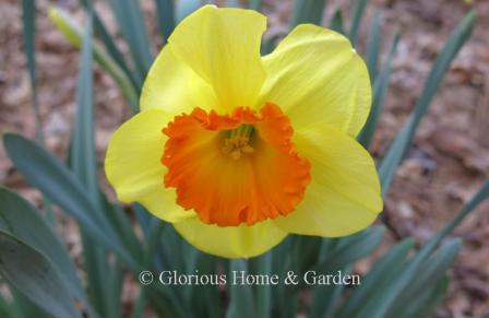 Narcissus 'Delibes' is an example of the Division 2 Large-Cupped class. Bright yellow petals with contrasting orange cup with darker rim stands out in the garden.