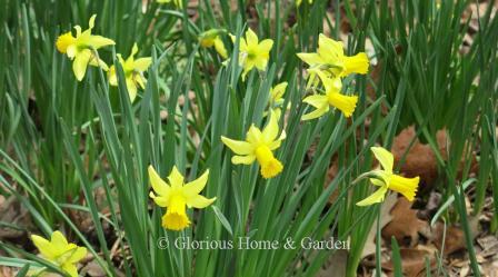 Narcissus 'February Gold' is an example of the Division 6 Cyclamineus class  with a distinctive wide, curved back perianth and yellow trumpet..