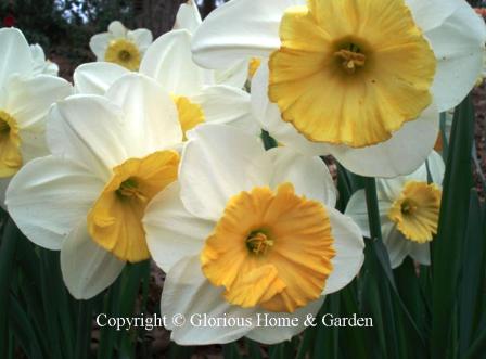 Narcissus Fragrant Breeze