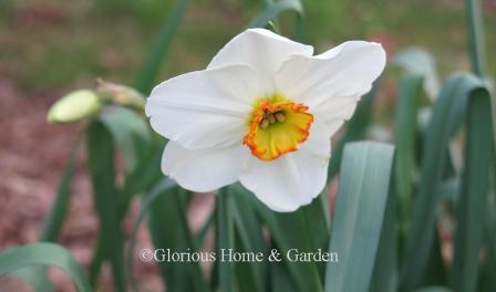 Narcissus 'Goose Green' is an example of the Division 3 Small-Cupped class.  White petals and small yellow cup with a frilly orange-red rim.