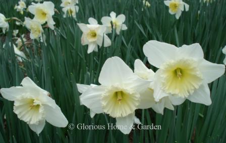 Narcissus 'Ice Follies' is an example of the Division 2 Large-Cupped class.  An old favorite, this early bloomer features white petals and a wide yellow cup that matures to white.