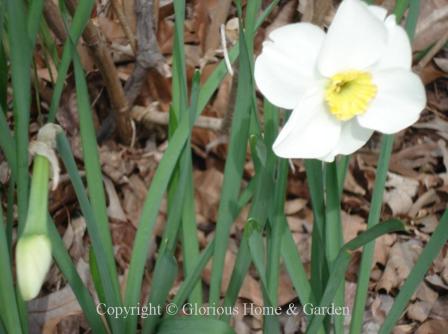 Narcissus 'Jamestown' is an example of the Division 3 Small-Cupped class.  A glistening white perianth sets off the lemon yellow cup.