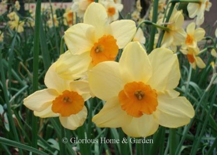 Narcissus 'Kedron' is an example of the Division 7 Jonquilla class with pale orange perianth and darker orange cup.