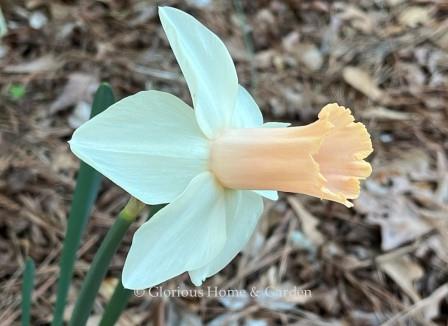 Narcissus 'Llanfair' is an example of the Division 1 Trumpet Class with a sparkling white perianth and a long peachy-pink trumpet. Outstanding!
