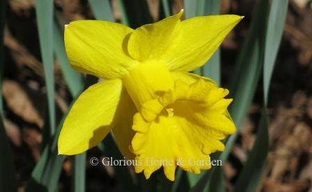 Narcissus 'Marieke' is an example of the Division 1 Trumpet class.  'Marieke' is a large, pure yellow flower with a wide ruffled trumpet.