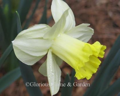 Narcissus 'Pistachio' is an example of the Division 1 Trumpet class.  The petals are pale yellow, and the white trumpet has a contrasting frilled yellow edge with a hint of green.
