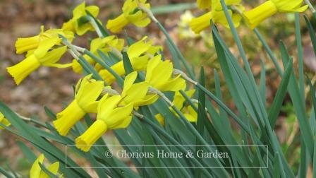 Narcissus 'Rapture' is an example of the Division 6 Cyclamineus class with swept-back yellow perianth and long, straight yellow trumpet.