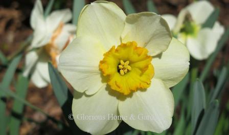 Narcissus 'Ringtone' is an example of the Division 3 Small-Cupped class.  It has a pale yellow perianth with a ruffled yellow cup ringed with orange.