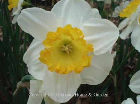 Narcissus 'Sound' is an example of the Division 2 Large-Cupped class. 'Sound' features white petals with a frilly yellow cup.