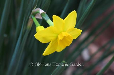 Narcissus 'Stratosphere' is an example of the Division 7 Jonquilla class is solid yellow.