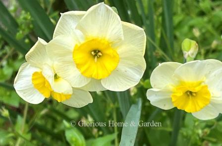 Narcissus 'Sun Disc' is a miniature daffodil in the jonquilla division.  It has a rounded shape with pale yellow parianth and darker yellow cup.