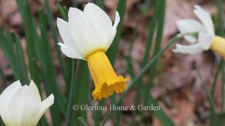 Narcissus 'Winter Waltz' is an example of the Division 6 Cyclamineus class with swept-back white petals and a long trumpet that opens yellow-orange and matures to soft apricot.