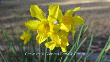 Narcissus x odorus 'Linnaeus' is an example of the Division 13 Species class is also known as the campernelle. The all yellow flowers have a scalloped cup and twisty petals.