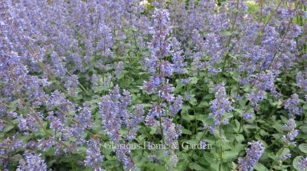 Nepeta grandiflora 'Summer Magic'