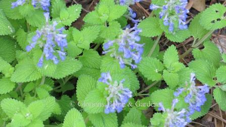 Nepeta x 'Chartreuse on the Loose'