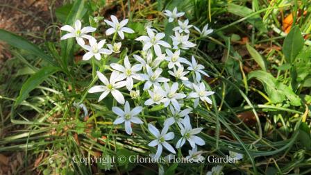 Ornithogalum umbellatum, or Star of Bethlehem, is a mid-spring bloomer with white star-like flowers and grass-like foliage that will self-seed readily.