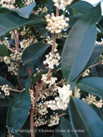 Osmanthus fragrans 'Fodingzhu'