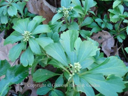 Pachysandra terminalis