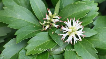 Pachysandra terminalis. Pachysandra is a attractive ornamental evergreen ground cover for a shady woodland with tooth-edged leaves and white flowers in spring.