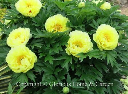 Paeonia x 'Bartzella' is a yellow Itoh or intersectioanl peony.